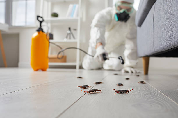 Commercial Kitchen Cockroach Control in Terryville